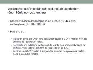 • Mécanisme de l’infection des cellules de l’épithélium
rénal: l’énigme reste entière
• pas d’expression des récepteurs de surface (CD4) ni des
corécepteurs (CXCR4, CCR5)
• Ping and al.:
• Transfert direct de l’ARN viral des lymphocytes T CD4+ infectés vers les
cellules de l’épithélium rénal;
• nécessite une adhésion cellule-cellule stable, des protéinoglycanes de
surface, mais est indépendant de l’expression de Env.
• Le virus transféré conduit à la synthèse de novo des protéines virales
dans les cellules rénales
 