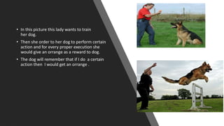 • In this picture this lady wants to train
her dog.
• Then she order to her dog to perform certain
action and for every proper execution she
would give an orrange as a reward to dog.
• The dog will remember that if I do a certain
action then I would get an orrange .
 