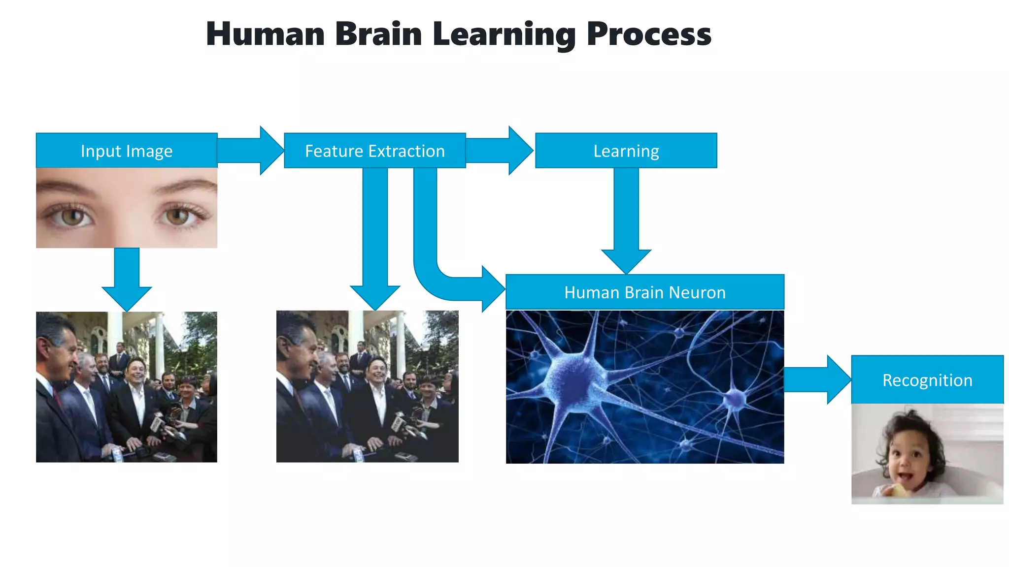 Human Brain Learning Process
Input Image Feature Extraction Learning
Human Brain Neuron
Recognition
 