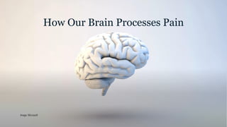 How Our Brain Processes Pain
Image: Microsoft
 