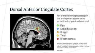Dorsal Anterior Cingulate Cortex
Pain
Social Rejection
Hunger
Thirst
Breathlessness
Part of the brain that processes pain
that are important signals for our
survival, both physical and emotional.
Matthew D. Lieberman and Naomi I. Eisenberger, “The dorsal anterior
cingulate cortex is selective for pain: Results from large-scale reverse
inference.” Proceedings of the National Academy of Sciences of the United
States of America (PNAS), December 8, 2015
Image: PNAS
 