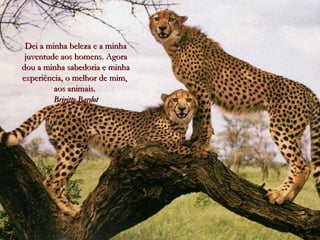 Dei a minha beleza e a minha juventude aos homens. Agora dou a minha sabedoria e minha experiência, o melhor de mim,  aos animais.  Brigitte Bardot 