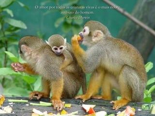 O amor por todas as criaturas vivas é o mais nobre atributo do homem. Charles Darwin 