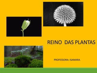REINO DAS PLANTAS
PROFESSORA: ISAMARA
 