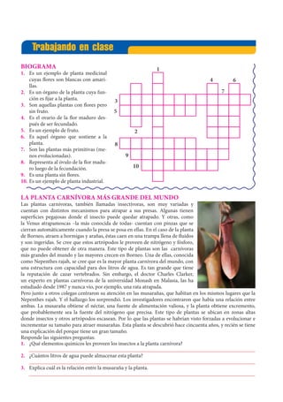 Trabajando en clase
BIOGRAMA
1.	 Es un ejemplo de planta medicinal
cuyas flores son blancas con amari-
llas.
2.	 Es un órgano de la planta cuya fun-
ción es fijar a la planta.
3.	 Son aquellas plantas con flores pero
sin fruto.
4.	 Es el ovario de la flor maduro des-
pués de ser fecundado.
5.	 Es un ejemplo de fruto.
6.	 Es aquel órgano que sostiene a la
planta.
7.	 Son las plantas más primitivas (me-
nos evolucionadas).
8.	 Representa al óvulo de la flor madu-
ro luego de la fecundación.
9.	 Es una planta sin flores.
10.	Es un ejemplo de planta industrial.
1
4 6
7
3
5
2
8
9
10
LA PLANTA CARNÍVORA MÁS GRANDE DEL MUNDO
Las plantas carnívoras, también llamadas insectívoras, son muy variadas y
cuentan con distintos mecanismos para atrapar a sus presas. Algunas tienen
superficies pegajosas donde el insecto puede quedar atrapado. Y otras, como
la Venus atrapamoscas –la más conocida de todas- cuentan con pinzas que se
cierran automáticamente cuando la presa se posa en ellas. En el caso de la planta
de Borneo, atraen a hormigas y arañas, éstas caen en una trampa llena de fluidos
y son ingeridas. Se cree que estos artrópodos le proveen de nitrógeno y fósforo,
que no puede obtener de otra manera. Este tipo de plantas son las carnívoras
más grandes del mundo y las mayores crecen en Borneo. Una de ellas, conocida
como Nepenthes rajah, se cree que es la mayor planta carnívora del mundo, con
una estructura con capacidad para dos litros de agua. Es tan grande que tiene
la reputación de cazar vertebrados. Sin embargo, el doctor Charles Clarker,
un experto en plantas carnívoras de la universidad Monash en Malasia, las ha
estudiado desde 1987 y nunca vio, por ejemplo, una rata atrapada.
Pero junto a otros colegas centraron su atención en las musarañas, que habitan en los mismos lugares que la
Nepenthes rajah. Y el hallazgo los sorprendió. Los investigadores encontraron que había una relación entre
ambas. La musaraña obtiene el néctar, una fuente de alimentación valiosa, y la planta obtiene excremento,
que probablemente sea la fuente del nitrógeno que precisa. Este tipo de plantas se ubican en zonas altas
donde insectos y otros artrópodos escasean. Por lo que las plantas se habrían visto forzadas a evolucionar e
incrementar su tamaño para atraer musarañas. Esta planta se descubrió hace cincuenta años, y recién se tiene
una explicación del porque tiene un gran tamaño.
Responde las siguientes preguntas:
1.	 ¿Qué elementos químicos les proveen los insectos a la planta carnívora?
	____________________________________________________________________________________
2.	 ¿Cuántos litros de agua puede almacenar esta planta?
	____________________________________________________________________________________
3.	 Explica cuál es la relación entre la musaraña y la planta.
	____________________________________________________________________________________
 