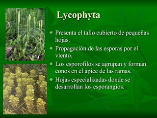 Lycophyta <ul><li>Presenta el tallo cubierto de pequeñas hojas. </li></ul><ul><li>Propagación de las esporas por el  vient...