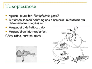 Toxoplasmose Agente causador:  Toxoplasma gondii Sintomas: lesões neurológicas e oculares; retardo mental, deformidades congênitas. Hospedeiro definitivo: gato Hospedeiros intermediários: Cães, ratos, baratas, aves... 