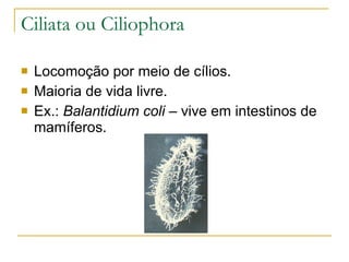 Ciliata ou Ciliophora Locomoção por meio de cílios. Maioria de vida livre. Ex.:  Balantidium coli  – vive em intestinos de mamíferos. 