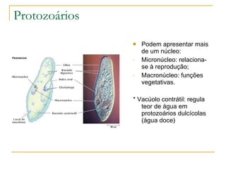 Protozoários Podem apresentar mais de um núcleo: Micronúcleo: relaciona-se à reprodução; Macronúcleo: funções vegetativas. * Vacúolo contrátil: regula teor de água em protozoários dulcícolas (água doce) 