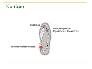 Nutrição Exocitose (clasmocitose) Fagocitose Vacúolo digestivo  (fagossomo + lisossomos) 