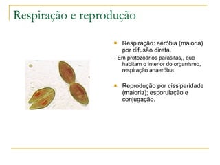 Respiração e reprodução Respiração: aeróbia (maioria) por difusão direta. - Em protozoários parasitas,, que habitam o interior do organismo, respiração anaeróbia. Reprodução por cissiparidade (maioria); esporulação e conjugação. 