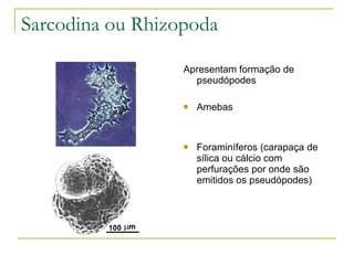 Sarcodina ou Rhizopoda Apresentam formação de pseudópodes Amebas  Foraminíferos (carapaça de sílica ou cálcio com perfurações por onde são emitidos os pseudópodes) 