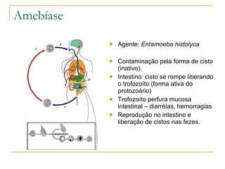 Amebíase Agente:  Entamoeba histolyca Contaminação pela forma de cisto (inativo). Intestino: cisto se rompe liberando o trofozoíto (forma ativa do protozoário) Trofozoíto perfura mucosa intestinal – diarréias, hemorragias Reprodução no intestino e liberação de cistos nas fezes. 