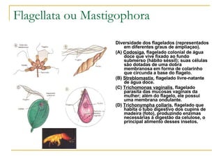 Flagellata ou Mastigophora Diversidade dos flagelados (representados em diferentes graus de ampliaçao).  (A)  Codosiga , flagelado colonial de água doce que vive fixado ao fundo submerso (hábito séssil); suas células são dotadas de uma dobra membranosa em forma de colarinho que circunda a base do flagelo.  (B)  Streblomastix , flagelado livre-natante de água doce.  (C)  Trichomonas vaginalis , flagelado parasita das mucosas vaginais da mulher; além do flagelo, ele possui uma membrana ondulante.  (D)  Trichonympha collaris , flagelado que habita o tubo digestivo dos cupins de madeira (foto), produzindo enzimas necessárias à digestão da celulose, o principal alimento desses insetos. 