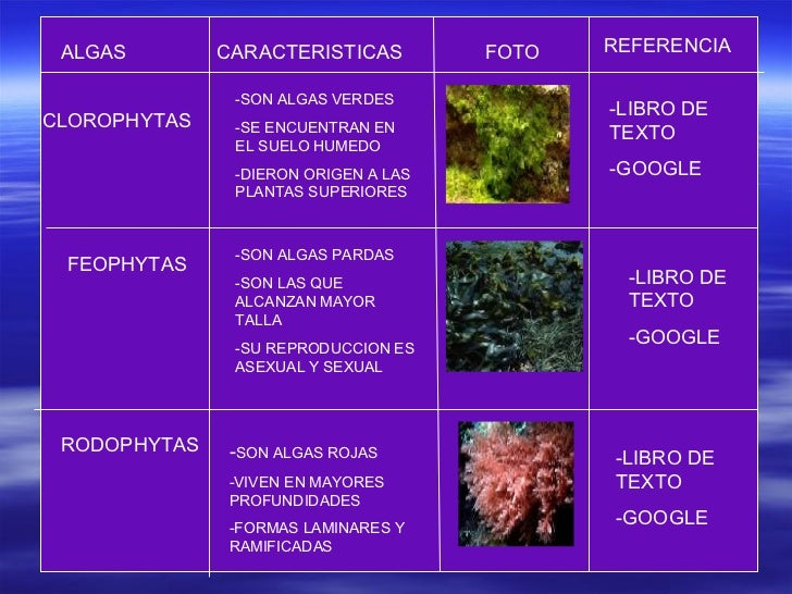 Reino Protista, Fungí Y Plantae