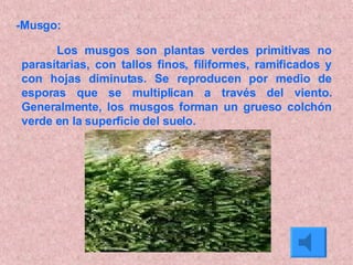 -Musgo: Los musgos son plantas verdes primitivas no parasitarias, con tallos finos, filiformes, ramificados y con hojas diminutas. Se reproducen por medio de esporas que se multiplican a través del viento. Generalmente, los musgos forman un grueso colchón verde en la superficie del suelo.  