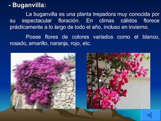 - Buganvilla: La buganvilla es una planta trepadora muy conocida por su espectacular floración. En climas cálidos florece prácticamente a lo largo de todo el año, incluso en invierno.  Posee flores de colores variados como el blanco, rosado, amarillo, naranja, rojo, etc. 
