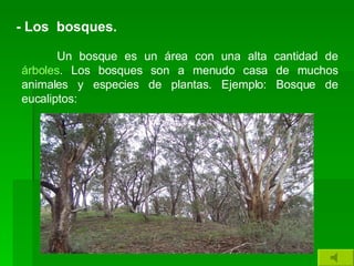 - Los  bosques. Un bosque es un área con una alta cantidad de  árboles . Los bosques son a menudo casa de muchos animales y especies de plantas. Ejemplo: Bosque de eucaliptos: 