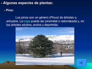 - Algunas especies de plantas: - Pino: Los pinos son un género ( Pinus ) de árboles o, arbustos. La  copa  puede ser piramidal o redondeada y, en los árboles adultos, ancha y deprimida.  