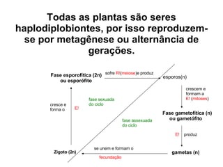 Todas as plantas são seres haplodiplobiontes, por isso reproduzem-se por metagênese ou alternância de gerações. Fase esporofítica (2n) ou esporófito esporos(n) Fase gametofítica (n) ou gametófito gametas (n) Zigoto (2n) sofre  R! ( meiose )e produz crescem e  formam a E!  ( mitoses ) produz  E! se unem e formam o   fecundação cresce e forma o E! fase sexuada do ciclo fase assexuada do ciclo 