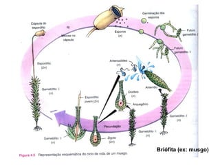 Briófita (ex: musgo) 