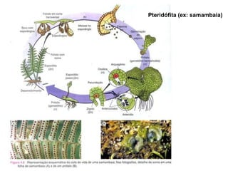 Pteridófita (ex: samambaia) 