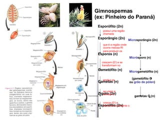 Gimnospermas (ex: Pinheiro do Paraná) Esporófito (2n) Esporângio (2n)  Esporos (n) Gametófito (n) Gametas (n) Zigoto (2n) Esporófito (2n) possui uma região chamada que é a região onde ocorre meiose R!  para produzir os   crescem (E!) e se  transformam no produz os se unem e  formam o  cresce (E!) e  forma-se novamente o Micro sporângio (2n) Micró sporo (n) Micro gametófito (n) (gametófito O  ou  grão de pólen ) gametas O (n) 