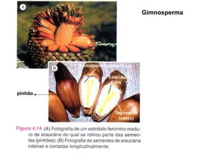 Gimnosperma pinhão 
