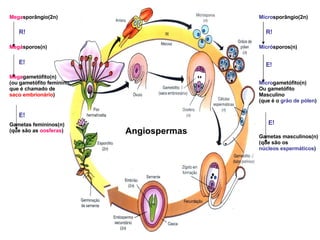 Angiospermas Mega sporângio(2n) Megá sporos(n) Mega gametófito(n) (ou gametófito feminino, que é chamado de  saco embrionário ) Gametas femininos(n)  (que são as  oosferas ) R! E! E! Micro sporângio(2n) Micró sporos(n) Micro gametófito(n) Ou gametófito Masculino (que é o  grão de pólen ) Gametas masculinos(n) (que são os  núcleos espermáticos ) R! E! E! 