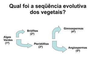 Qual foi a seqüência evolutiva dos vegetais? Algas Verdes (1º) Briófitas (2º) Pteridófitas (3º)   Gimnospermas (4º) Angiospermas (5º) 