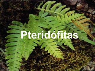 Pteridófitas 