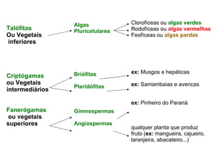 Talófitas  Ou Vegetais inferiores  Criptógamas  ou Vegetais  intermediários Fanerógamas ou vegetais  superiores Algas  Pluricelulares Briófitas Pteridófitas Gimnospermas Angiospermas Clorofíceas ou  algas verdes Rodofíceas ou  algas vermelhas Feofíceas ou  algas pardas ex:  Musgos e hepáticas ex:  Samambaias e avencas ex:  Pinheiro do Paraná qualquer planta que produz fruto ( ex:  mangueira, cajueiro,  laranjeira, abacateiro...) 