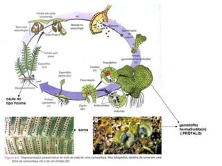 caule do  tipo rizoma soros gametófito hermafrodita(n) ( PRÓTALO) 