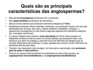 Quais são as principais características das angiospermas? São plantas  fanerógamas  (produzem flor e semente); São  espermatófitas  (produtoras de sementes); São as únicas plantas que produzem semente protegida por  fruto ; Geralmente produzem flores coloridas, cheirosas, que produzem néctar, por isso são polinizadas por animais, tais como, insetos (abelhas, borboletas, formigas...), passarinhos (ex:beija-flor) ou até mesmo algumas espécies de mamíferos voadores (ex: morcegos nectívoros);  É o grupo vegetal mais recente e  mais abundante  da Terra. Esse sucesso na dispersão se deve ao fato de serem as únicas plantas que produzem fruto, uma estrutura que além de proteger a semente serve de elemento de atração para os animais dispersores de sementes, ou seja, aqueles que comem o fruto e eliminam as sementes através das fezes; Também não dependem mais da água  do meio para a reprodução, pois  produzem grão de pólen e tubo polínico ; Como é um grupo muito numeroso foi subdividida em dois outros grupos, as  angiospermas monocotiledôneas  e as  angiospermas dicotiledôneas ; 