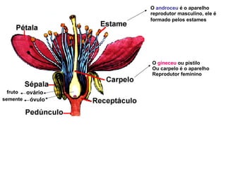 O  androceu  é o aparelho reprodutor masculino, ele é  formado pelos estames   O  gineceu  ou pistilo  Ou carpelo é o aparelho Reprodutor feminino ovário óvulo fruto semente 
