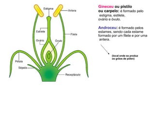 Gineceu  ou pistilo  ou carpelo:  é formado   pelo estigma, estilete,  ovário e óvulo. Androceu :  é formado pelos estames, sendo cada estame  formado por um filete e por uma antera.  (local onde se produz os grãos de pólen) 