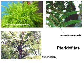 Pteridófita (samambaia) soros da samambaia Samambaiaçu Pteridófitas 