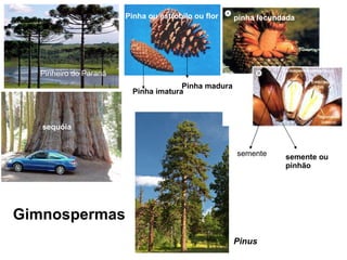 sequóia Pinheiro do Paraná Pinha imatura Pinha madura Pinha ou estróbilo ou flor pinha fecundada semente semente ou pinhão Pinus Gimnospermas 