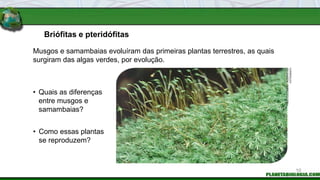 Briófitas e pteridófitas
• Quais as diferenças
entre musgos e
samambaias?
• Como essas plantas
se reproduzem?
Musgos e samambaias evoluíram das primeiras plantas terrestres, as quais
surgiram das algas verdes, por evolução.
FABIO
COLOMBINI
/
ACERVO
DO
FOTÓGRAFO
10
 