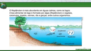 O fitoplâncton é mais abundante em águas calmas, como os lagos.
A teia alimentar do lago é formada por algas (fitoplâncton) e vegetais,
caramujos, insetos, vermes, rãs e garças, entre outros organismos.
INGEBORG
ASBACH
/
ARQUIVO
DA
EDITORA
zona litorânea
zooplâncton
zona límnica fitoplâncton
zona profunda
101
 