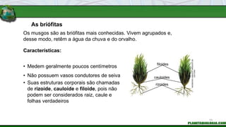 As briófitas
Características:
Os musgos são as briófitas mais conhecidas. Vivem agrupados e,
desse modo, retêm a água da chuva e do orvalho.
• Medem geralmente poucos centímetros
• Não possuem vasos condutores de seiva
• Suas estruturas corporais são chamadas
de rizoide, cauloide e filoide, pois não
podem ser considerados raiz, caule e
folhas verdadeiros
filoides
cauloides
rizoides
INGEBORG
ASBACH
/
ARQUIVO
DA
EDITORA
11
 