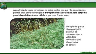 A ausência de vasos condutores de seiva explica por que não encontramos
plantas altas entre os musgos: o transporte de substâncias pelo corpo da
plantinha é feito célula a célula e, por isso, é mais lento.
Uma planta grande
não conseguiria
distribuir os
nutrientes com a
velocidade
necessária para
atingir todas
as células.
FABIO
COLOMBINI
/
ACERVO
DO
FOTÓGRAFO
12
 