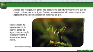 O corpo dos musgos, em geral, não possui uma cobertura impermeável que os
proteja contra a perda de água. Por isso, essas plantas são mais comuns em
locais úmidos e que não recebem luz direta do Sol.
Nesses locais há
menos chance de
ocorrer perda de
água por evaporação,
o que provocaria o
ressecamento da
planta.
Esporófitos dos musgos.
ANDY
HARMER
/
SCIENCE
PHOTO
LIBRARY
/
LATINSTOCK
13
 