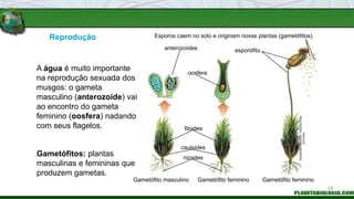Reprodução
Gametófitos: plantas
masculinas e femininas que
produzem gametas.
A água é muito importante
na reprodução sexuada dos
musgos: o gameta
masculino (anterozoide) vai
ao encontro do gameta
feminino (oosfera) nadando
com seus flagelos. filoides
cauloides
rizoides
oosfera
anterozoides esporófito
Esporos caem no solo e originam novas plantas (gametófitos).
Gametófito masculino Gametófito feminino Gametófito feminino
INGEBORG
ASBACH
/
ARQUIVO
DA
EDITORA
14
 