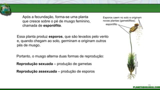 Após a fecundação, forma-se uma planta
que cresce sobre o pé de musgo feminino,
chamada de esporófito.
Essa planta produz esporos, que são levados pelo vento
e, quando chegam ao solo, germinam e originam outros
pés de musgo.
Reprodução assexuada – produção de esporos
Reprodução sexuada – produção de gametas
esporófito
Esporos caem no solo e originam
novas plantas (gametófitos).
INGEBORG
ASBACH
/
ARQUIVO
DA
EDITORA
Portanto, o musgo alterna duas formas de reprodução:
15
 