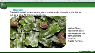 Hepáticas
As hepáticas
receberam esse
nome porque sua
forma lembra
a de um
fígado humano.
São briófitas de forma achatada, encontradas em locais úmidos. Os filoides
têm de 2 cm a 10 cm de comprimento.
FABIO
COLOMBINI
/
ACERVO
DO
FOTÓGRAFO
16
 