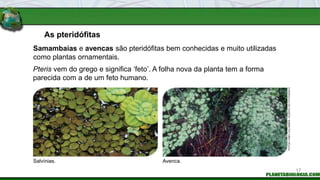 As pteridófitas
Pteris vem do grego e significa ‘feto’. A folha nova da planta tem a forma
parecida com a de um feto humano.
Salvínias. Avenca.
Samambaias e avencas são pteridófitas bem conhecidas e muito utilizadas
como plantas ornamentais.
FOTOS:
FABIO
COLOMBINI
/
ACERVO
DO
FOTÓGRAFO
17
 