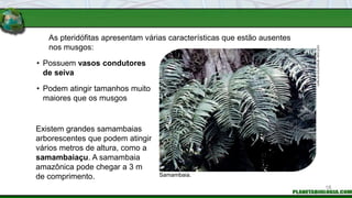 As pteridófitas apresentam várias características que estão ausentes
nos musgos:
• Possuem vasos condutores
de seiva
Existem grandes samambaias
arborescentes que podem atingir
vários metros de altura, como a
samambaiaçu. A samambaia
amazônica pode chegar a 3 m
de comprimento. Samambaia.
• Podem atingir tamanhos muito
maiores que os musgos
CARLOS
GOLDGRUB
/
REFLEXO
18
 