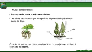 Outras características:
O caule, na maioria dos casos, é subterrâneo ou rastejante e, por isso, é
chamado de rizoma.
• Possuem raiz, caule e folha verdadeiros
• As folhas são cobertas por uma película impermeável que reduz a
perda de água
folha
raiz
caule
ILUSTRAÇÕES:
INGEBORG
ASBACH
/
ARQUIVO
DA
EDITORA
19
 