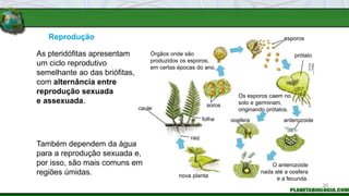 Reprodução
Também dependem da água
para a reprodução sexuada e,
por isso, são mais comuns em
regiões úmidas.
As pteridófitas apresentam
um ciclo reprodutivo
semelhante ao das briófitas,
com alternância entre
reprodução sexuada
e assexuada.
folha
raiz
caule
soros
oosfera
O anterozoide
nada até a oosfera
e a fecunda.
nova planta
anterozoide
INGEBORG
ASBACH
/
ARQUIVO
DA
EDITORA
Os esporos caem no
solo e germinam,
originando prótalos.
Órgãos onde são
produzidos os esporos,
em certas épocas do ano.
esporos
20
prótalo
 